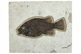 Detailed Fossil Fish (Cockerellites) - Wyoming #292522-1